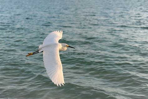 Egret Flying Over Water stock image. Image of nature - 26634911