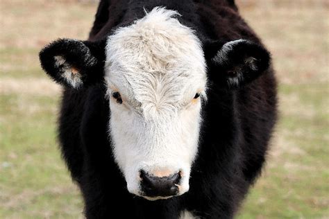 Black And White Cow Face Photograph by Kay Mott