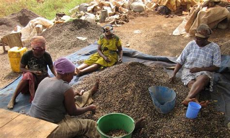 Oil Palm Processing in Nigeria