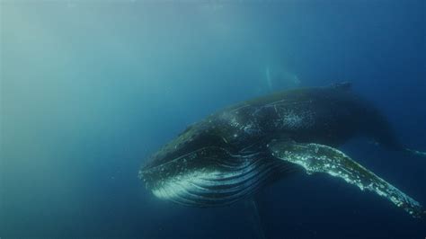 Humpback Whale Eating Krill