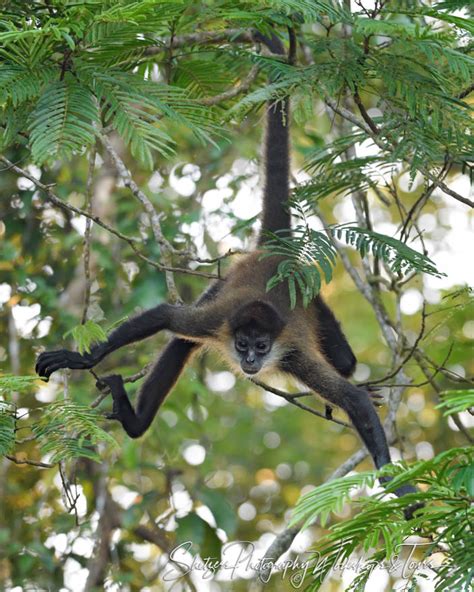 Spider Monkey Hanging By Tail - Shetzers Photography