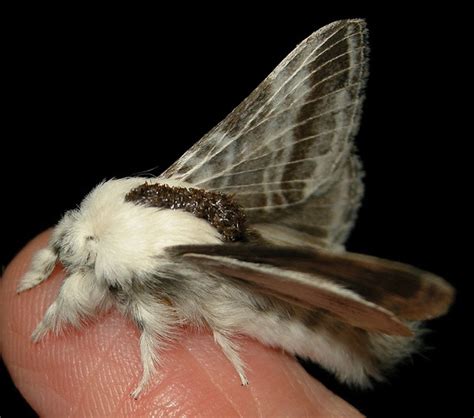 6 Furry Moths You Could Easily Take for a Pet | Fun Animals Wiki ...