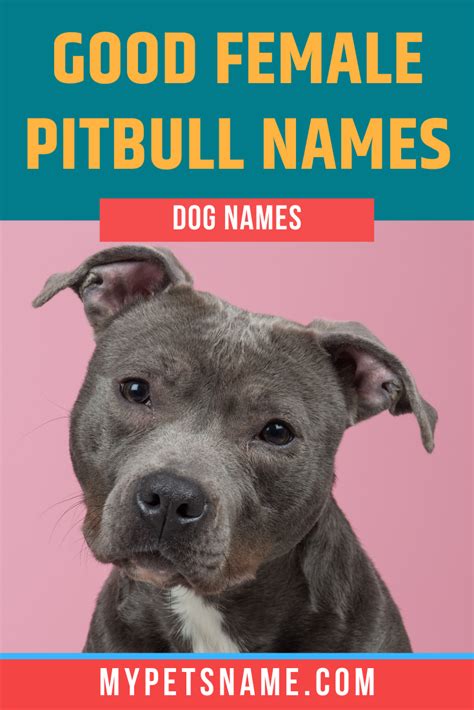 Good Female Pitbull Names | Female pitbull names, Female pitbull, Dog names