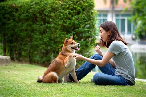 How to Train Your Shiba Inu (The Complete Training Guide)