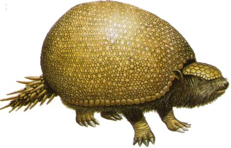 Glyptodon | The Everything Wikia | Fandom powered by Wikia