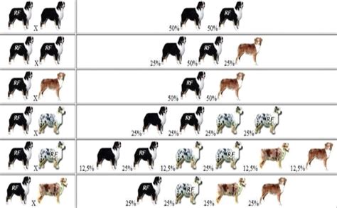 Breeding & Genetics - NK Ranch Australian Shepherds