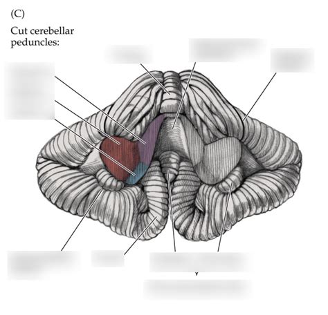 Flocculonodular Lobe Diagram