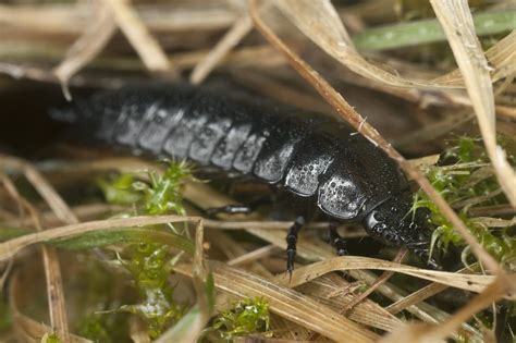 Ground Beetles In Gardens - Learn About Ground Beetle Larvae And Eggs ...