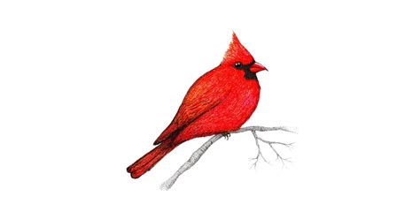 Cardinal Bird Drawing | Free download on ClipArtMag