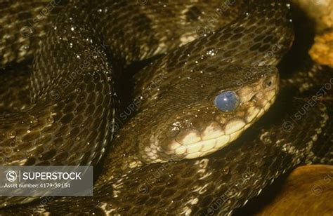 South American Fer-De-Lance (Pit Viper, venomous) (Bothrops atrox) Colombia - SuperStock