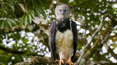 Kenali Burung Helang Paling Besar Dan Menakutkan Di Dunia - Helang Harpy | Iluminasi