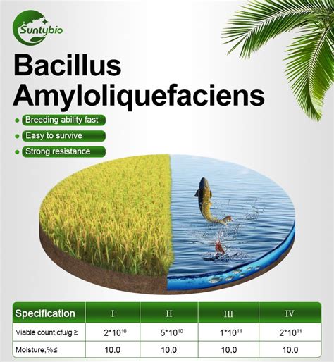 Bacillus Amyloliquefaciens Bacillus subtilis amyloliquefaciens