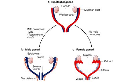 Effect of prenatal exposure to DES on Müllerian duct development - Diethylstilbestrol DES