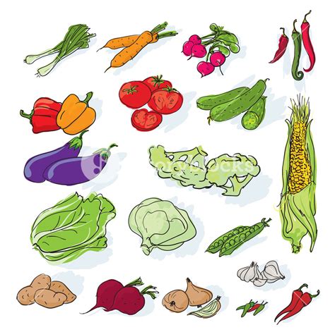 Hand Drawn Vegetables Set. Vector. Royalty-Free Stock Image - Storyblocks