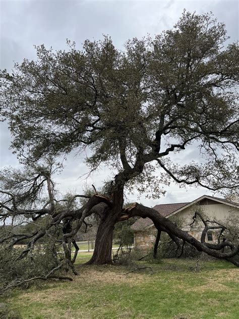 Pruning and Removal | John Walters Certified Arborist