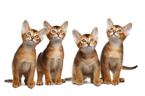 How Much do Abyssinian Kittens Cost? - AbyssinianCat.org