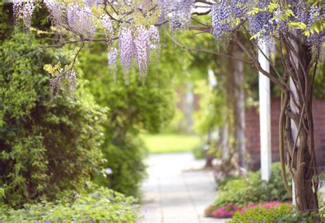 Japanese Wisteria: Care & Growing Guide