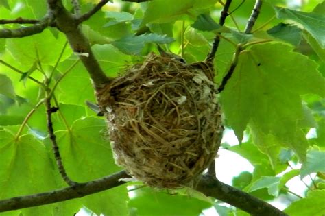 Mandrake Birding: May 2010