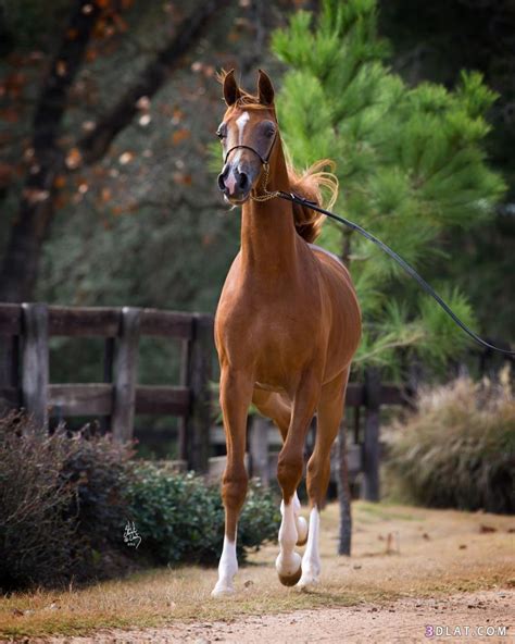 صور خيل , اجمل صور خيول عربية جميلة - وداع وفراق