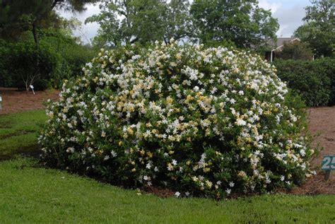 Gardenia jasminoides (Cape Jasmine, Cape Jasmine Gardenia, Cape jessamine, Gardenia) | North ...