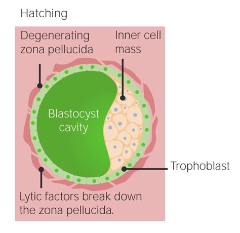 Desarrollo del Embrioblasto y Trofoblasto | Concise Medical Knowledge