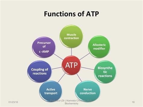 ATP- The universal energy currency of cell