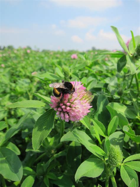 On balance, some neonicotinoid pesticides could benefit bees: study