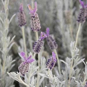 How to choose the best lavender for your garden