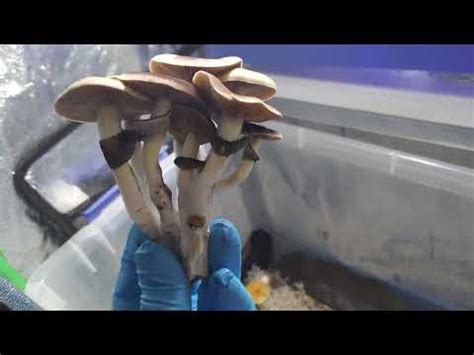 Harvesting B+ and Ecuador cubensis - YouTube