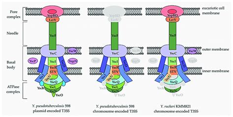 Comparison of key structural elements of the type III secretion system... | Download Scientific ...