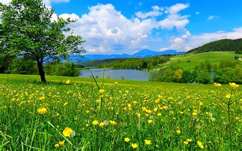 Texas bluebonnets, Texas, bluebonnets, wildflowers, flwoers, river, bonito, sky, HD wallpaper ...