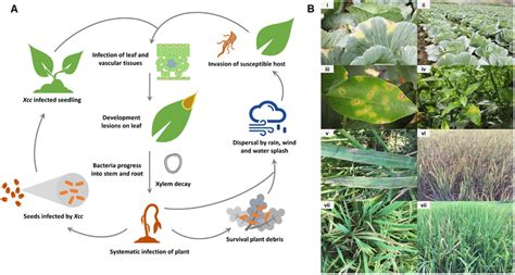 Life cycle and disease symptoms of Xanthomonas. (A), Model illustrating ...