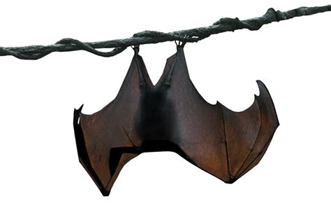 Megabat Stellaluna Animal - bat png download - 1024*627 - Free ...