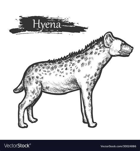 Hyena sketch zoo and african jungle wild animal Vector Image