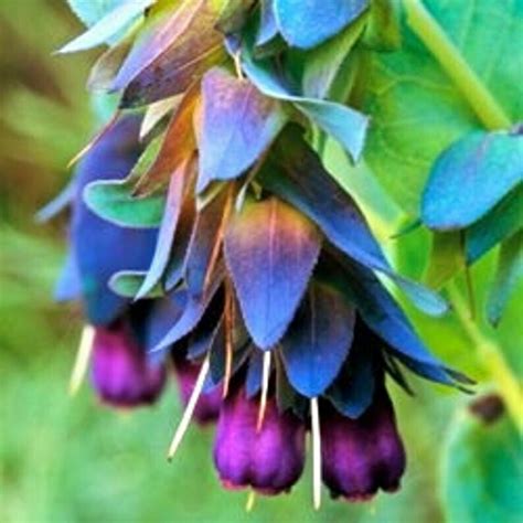 Cerinthe major 'Purpurascens'