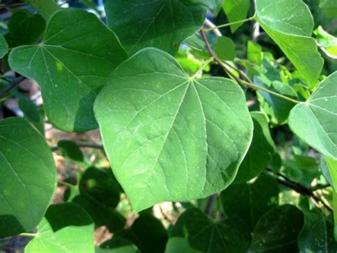 Redbud (Cercis canadensis) - Great Plains Nursery