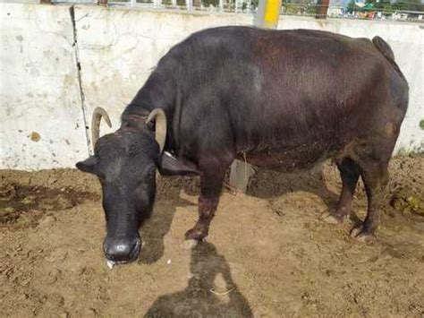 Murrah Breed Buffalo at Best Price in Karnal, Haryana | Arya Dairy Farm