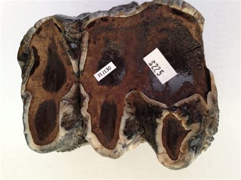 Mastodon Tooth Fossil / Gomphothere - Fossils & Artifacts for Sale | Paleo Enterprises