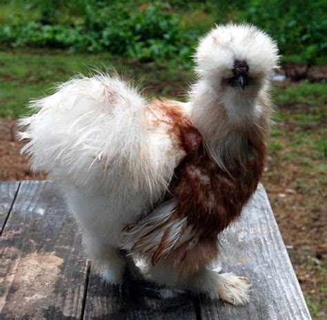 The American Paint Silkie | Fancy chickens, Silkie chickens, Silkie ...