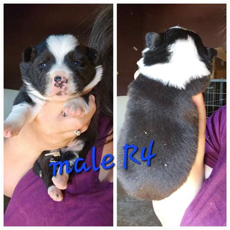 Border Collie Puppies - Top AKC Border Collie Puppies Breeder