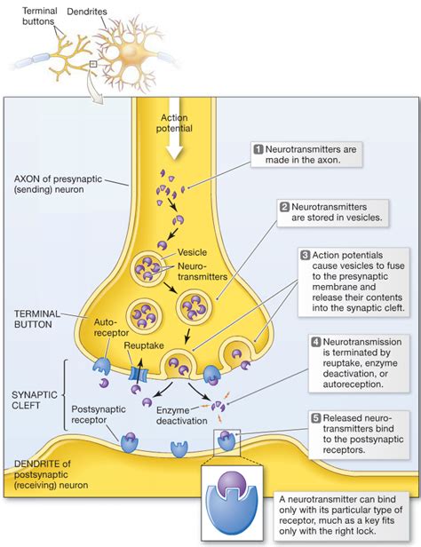 Pin by Michael Davis on ANATOMY & PHYSIOLOGY | Human anatomy and ...