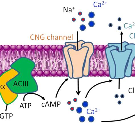 (PDF) Kang N, Koo J.Olfactory receptors in non-chemosensory tissues ...