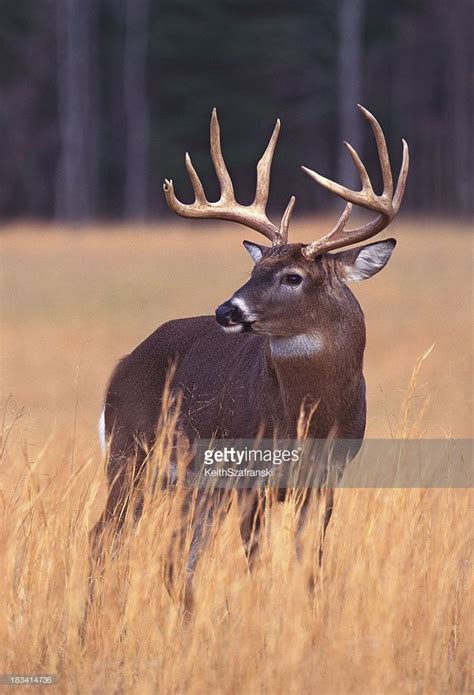 Full body portrait of 10-Point whitetail buck. TN. | Whitetail buck ...