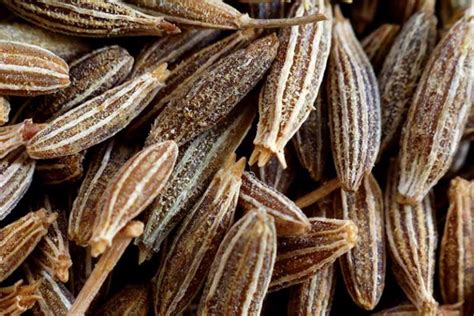 How to Grow Cumin in the Garden | Gardener’s Path