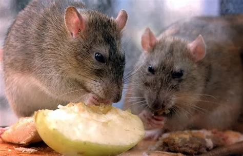 Is your house rat-proof? Experts warn of 12 ways rats will invade your home - Manchester Evening ...