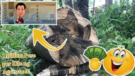 Agarwood or Lapnisan, The World's Most Expensive Tree Is Being Poached in the Philippines - YouTube