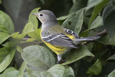 The Magnolia Warbler – Wildlife In Nature