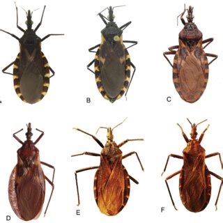 Morphology of Triatoma. A, male of T. dimidiata, ventral view; B ...