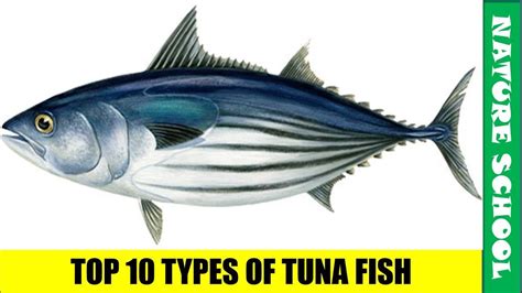 Types Of Tuna Chart