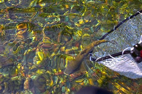 Fishing In Whitefish, MT | Montana Fishing Guides